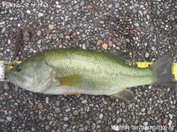 ブラックバス