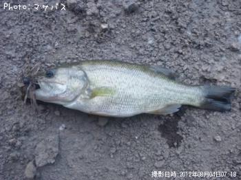 ブラックバス