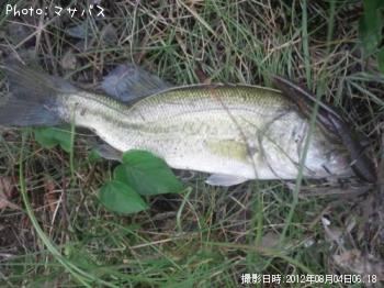 ブラックバス