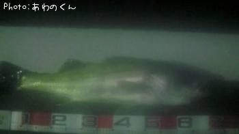 シーバス