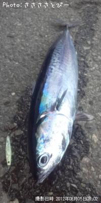 ソウダガツオ