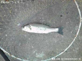 シーバス
