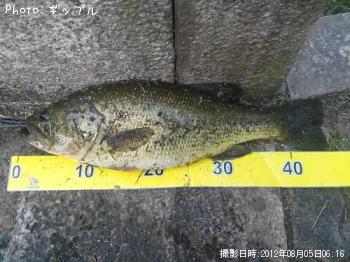 ブラックバス