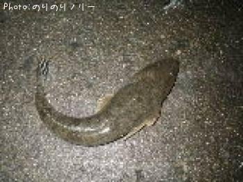 ޥ