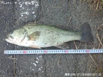 ブラックバス