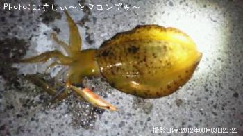 アオリイカ