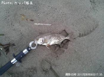 カンパチ