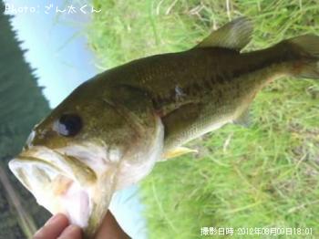 ブラックバス