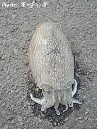 コウイカ