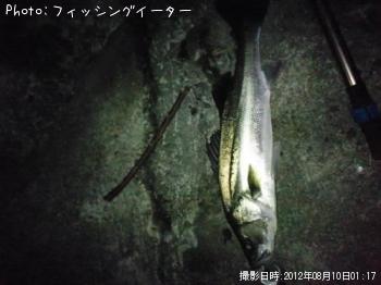 シーバス