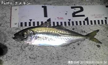 あじ