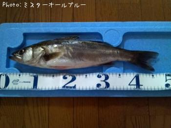 シーバス