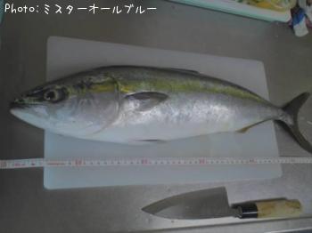 ワラサ
