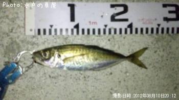 アジ