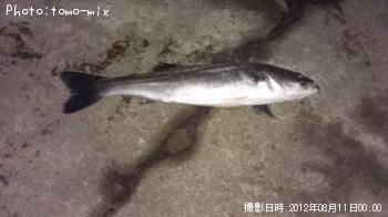 シーバス
