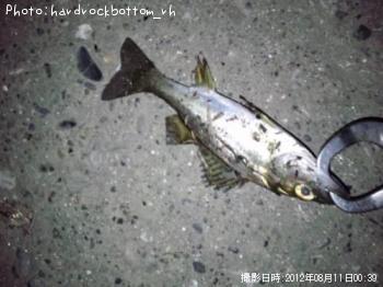 シーバス