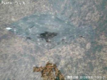 ヒラメ