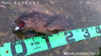 ムラソイ