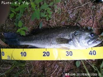 ブラックバス