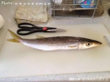カマス