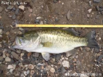 ブラックバス