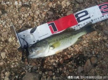 ブラックバス