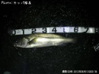 シーバス