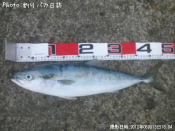 イナダ