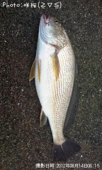 イシモチ