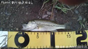 ブラックバス