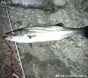 シーバス