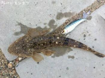 マゴチ