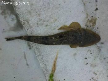 マゴチ