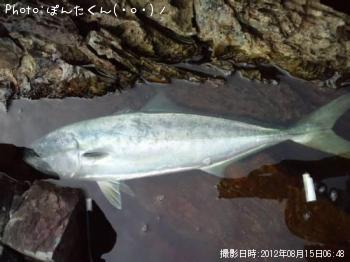イナダ