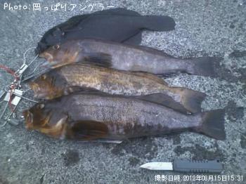 アイナメ