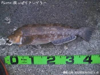 アイナメ