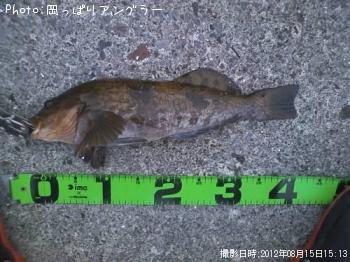 アイナメ