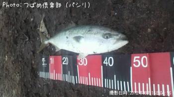 イナダ