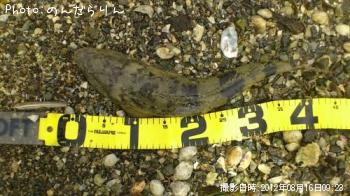 マゴチ