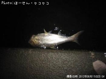 ハクレン