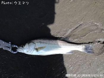 シーバス
