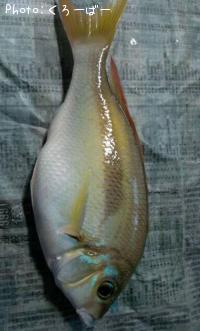 ヒトスジタマカシラ