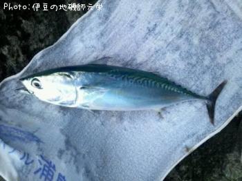 マルソウダ