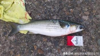 ボラ