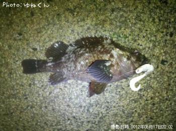 ムラソイ