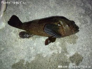 ムラソイ