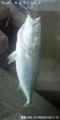 ワカシ
