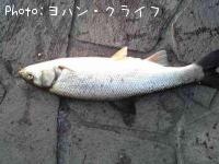 ボラ
