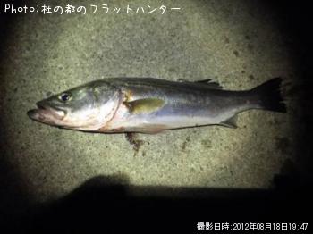 シーバス