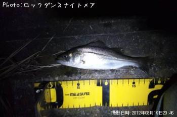 シーバス